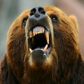 Hungry Bear(饥饿的攻击熊)