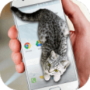 手机屏幕养猫软件Cat Walks in Phone Cute joke
