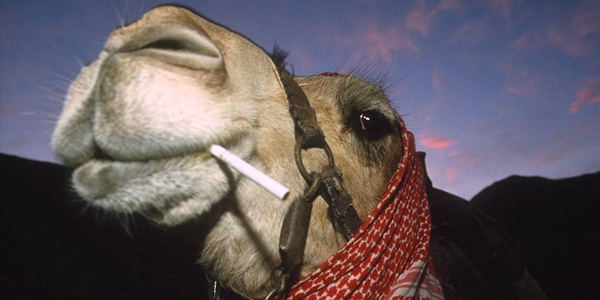 抽烟抽骆驼的下一句介绍 抽烟抽骆驼的下一句是什么