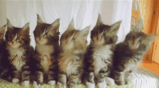 5只猫摇头蹦迪gif表情包分享 抖音猫咪蹦迪摇头动态图片