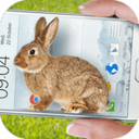 iPhoneX手机屏幕养兔子动态版