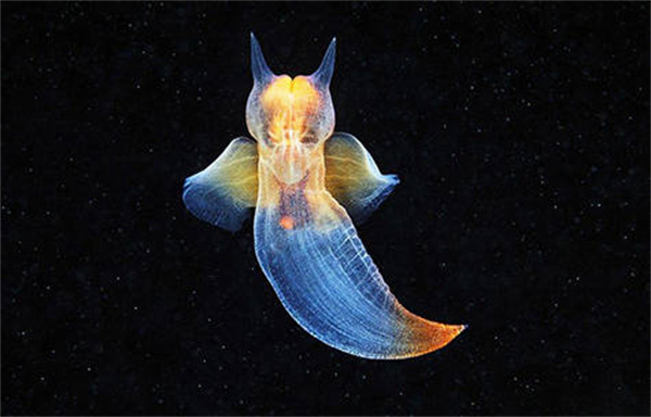 支付宝神奇海洋浮游软体动物海天使的天使翅膀学名是什么