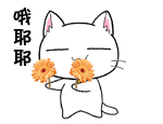 菊花教教猫表情包下载
